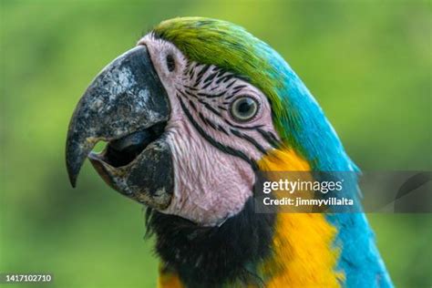 4,100 Macaw Feathers Stock Photos, High-Res Pictures, and Images - Getty Images