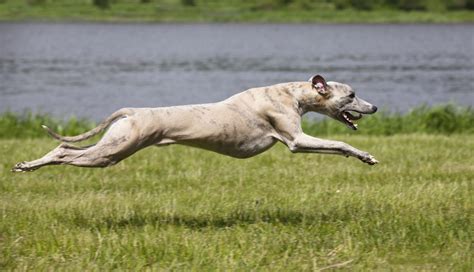 12 of the fastest dog breeds - Canadian Running Magazine