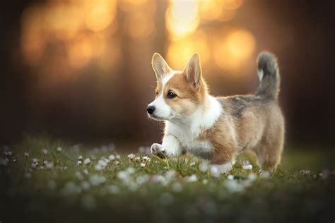 Download Dog Animal Corgi HD Wallpaper