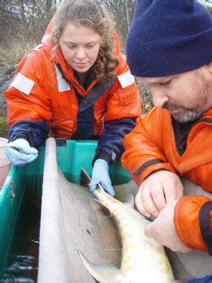 Shortnose Sturgeon Return to Historic Habitat After 100 Year Absence | Habitats, Historical ...