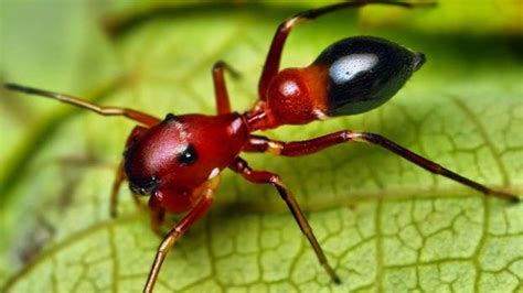 صور حشرة النمل الحمراء الخطيرة السامة Red Dangerous Ants Images ...