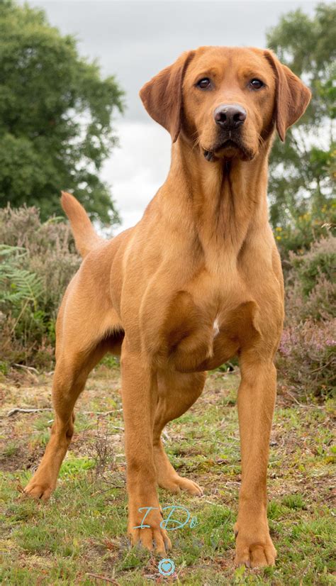 Amazing Fox Red Labrador photo taken during the Andy Biggar Photography ...