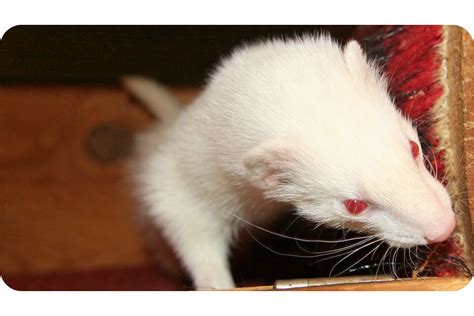 Albino Ferrets: Get All The Facts About Them Here!