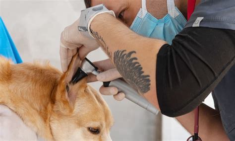 Dog Ear Infections - Preventions, Symptoms & Treatment