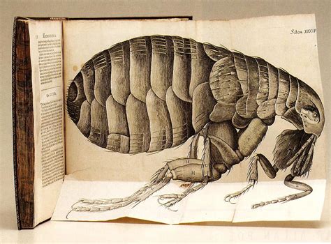 Engraving of a flea, Micrographia by Robert Hooke, 1665. | Scientific drawing, Scientific ...