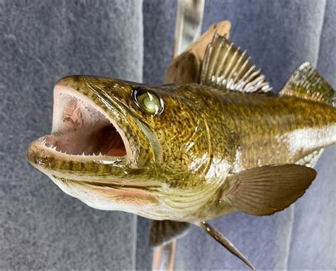 Walleye Mounts - Replica Mounts from New Wave Taxidermy