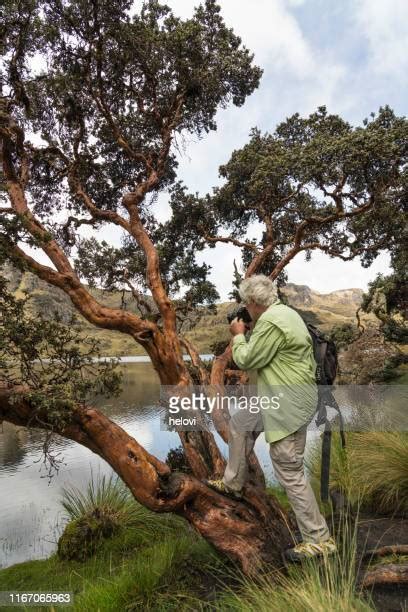 74 Cajas National Park Stock Photos, High-Res Pictures, and Images ...