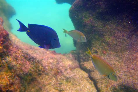 Diving into the Wreck: January 2011