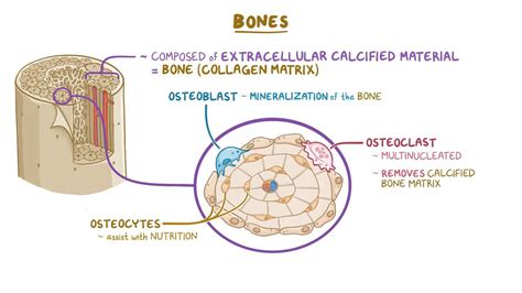 Bone histology: Video, Anatomy, Definition & Function | Osmosis