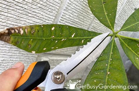 Pruning A Money Tree (Pachira aquatica) & How To Make It Bushy - Get Busy Gardening