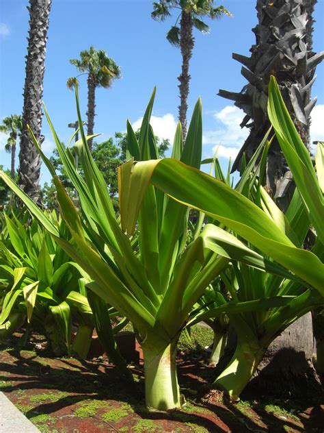 House Palm (yucca) Free Stock Photo - Public Domain Pictures