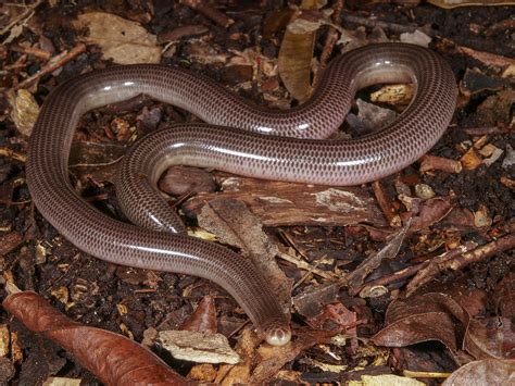 Brahminy Blind Snake Face