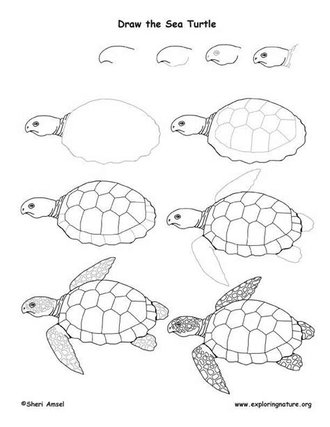 an image of sea turtles that are in different stages of their life ...