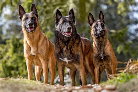 Are There Different Types of Belgian Malinois? A Full Guide