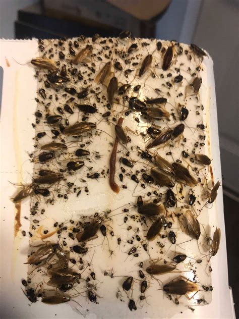 German Cockroach Infestation