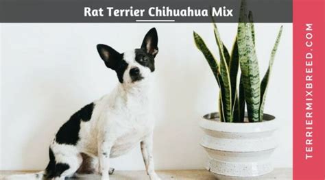 Rat Terrier Chihuahua Mix - Ratcha/Ratchi Puppies | Rat terriers, Terrier, Chihuahua terrier