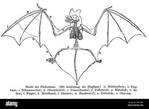 Bat skeleton illustration hi-res stock photography and images - Alamy