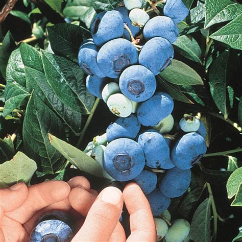 Chandler Blueberry | Gurney's Seed & Nursery Co.