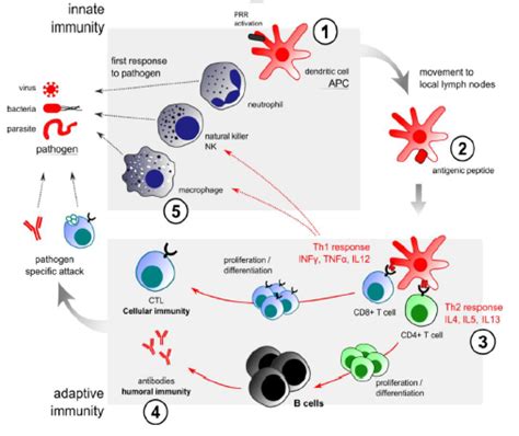 A Review on: Overview of Immune System, Immunomodulation and ...