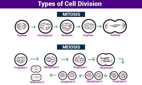 Cell Division- Mitosis,Meiosis And Different Phases Of Cell Cycle