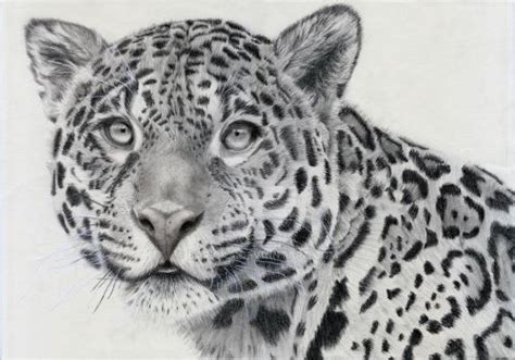 Ягуар по Baricka | Animal sketches, Animal drawings, Animal articles