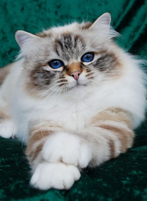 Birman Cat Breed Information, Pictures, Characteristics & Facts | Gorgeous cats, Beautiful cats ...