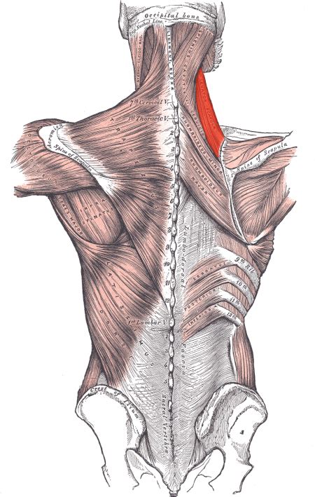 Stretch for Levator Scapulae - Dr. Natasha Hayden - Montreal Chiropractor