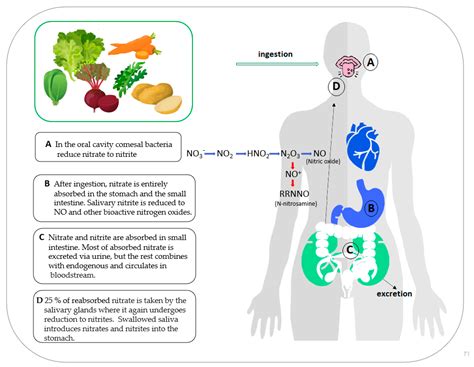 Leafy Vegetable Nitrite and Nitrate Content: Potential Health Effects