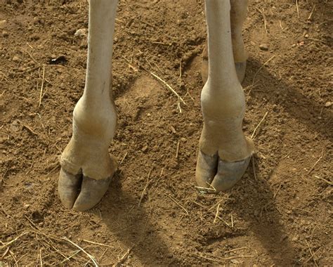 hoves of a giraffe | I find Giraffes feet fascinating, It's … | Flickr