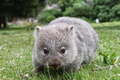 Natureza: Wombat