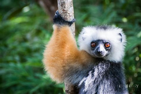 Our Conservation Members – Lemur Conservation Network