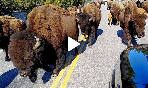 Lucky Tourists Get Up Close and Personal With Large Herds of Bison