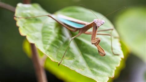 Praying Mantis Killing Hummingbird - Hummingbirds Info