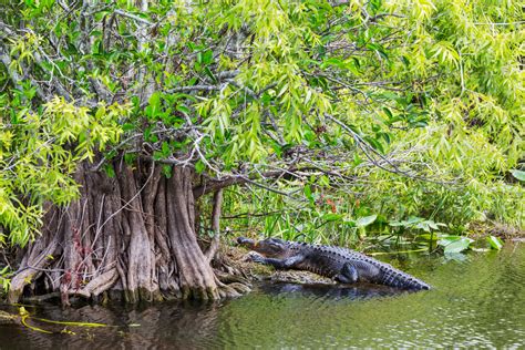 EVERGLADES + SAFARI PARK TOUR – usaviptours.com