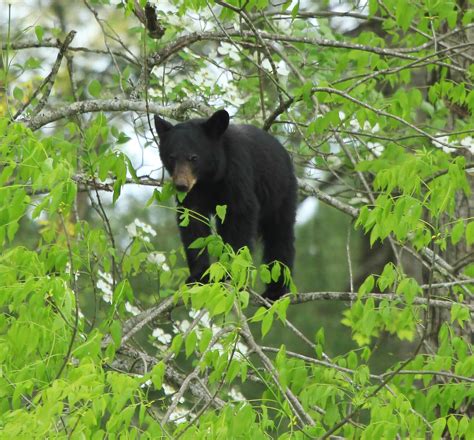 Black Bear | Great Smoky Mountains National Park | Jay Perry | Flickr