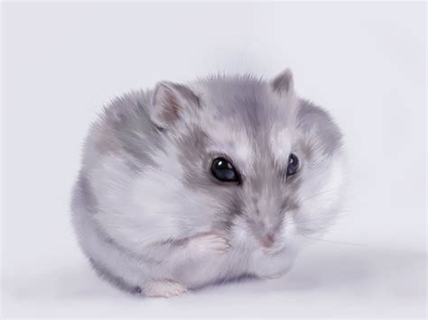 Cute hamster wallpaper Animal wallpapers | Hamster wallpaper, Cute hamsters, Hamster