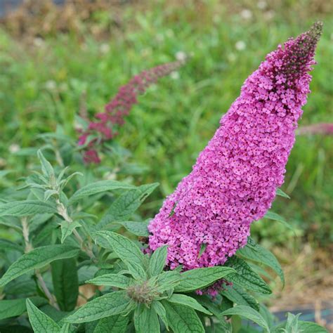 Pugster Pinker® - Butterfly Bush - Buddleia x | Proven Winners