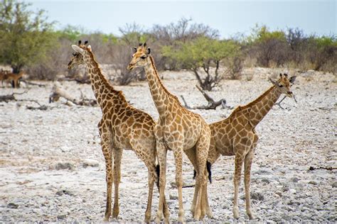 Safari in Etosha National Park: where the wildlife comes to you | Atlas & Boots