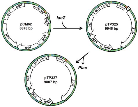 Construction of a lacZ reporter system. The full-length lacZ gene ...