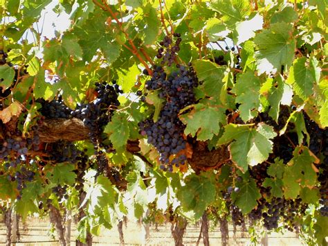 File:Wine grapes in Barossa Valley. SA.jpg - Wikipedia, the free ...