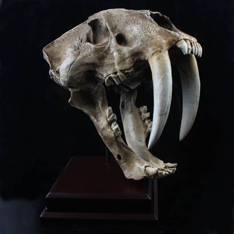 Saber-tooth tiger skull | Animal skeletons, Smilodon, Animal bones