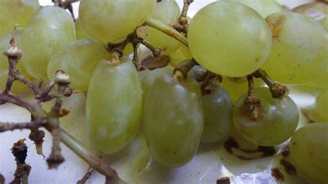 Green Grapes Free Stock Photo - Public Domain Pictures