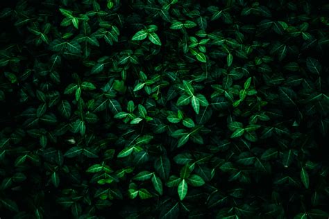 Download Dark Green Aesthetic Pictures | Wallpapers.com