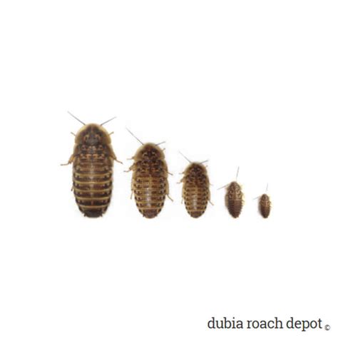 Buy Dubia Roaches • Quality Feeders & Breeders!