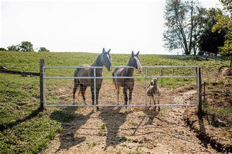 Equine Gates - Wire Mesh & Long-Lasting | Tarter