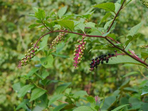 Pokeweed | Identify that Plant