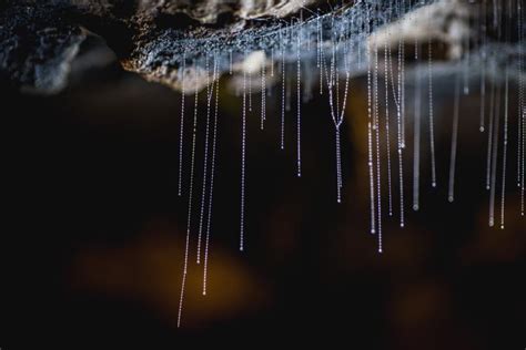 Glow worm Cave Tour Te Anau. Explore the beauty of Fiordland