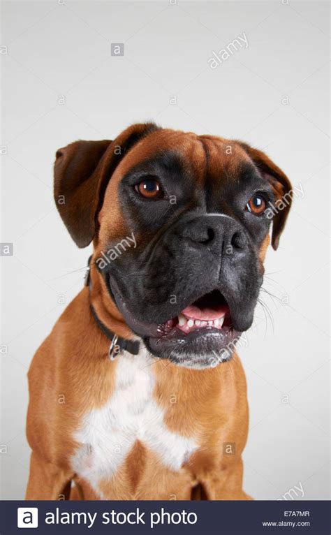 Boxer Dog Teeth Stock Photos & Boxer Dog Teeth Stock Images - Alamy