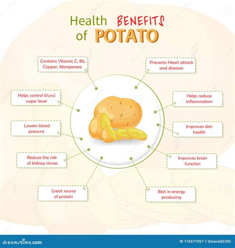 Beneficios Para La Salud De La Papa. Patatas Nutrientes Plantilla ...