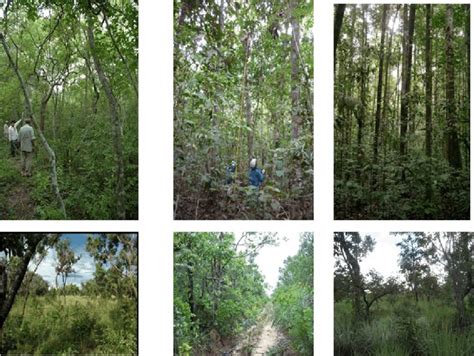 Examples of forest (top row) and savanna (bottom row) vegetation ...